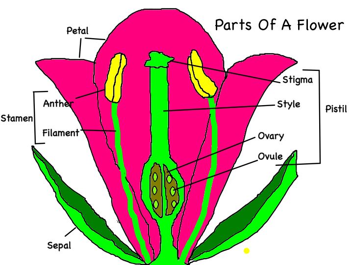 labeled flower parts