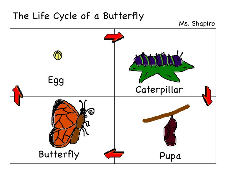 Butterflies Cycle