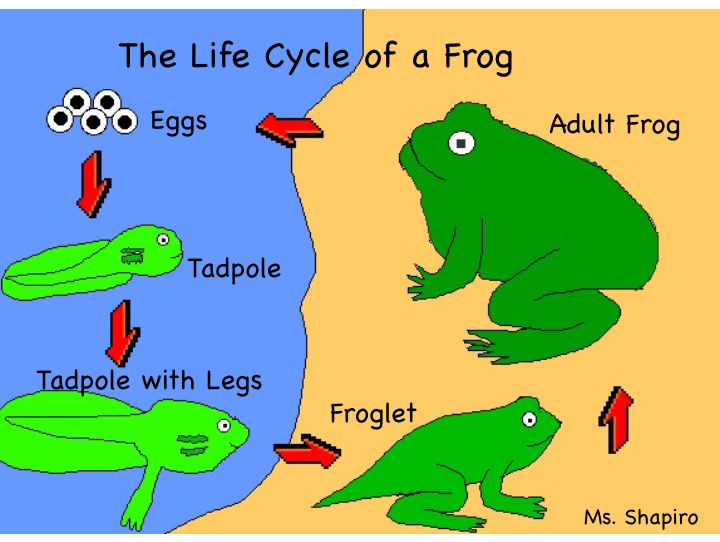 Life Cycle Of A Frog