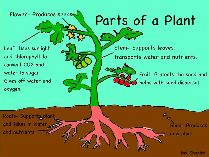 the parts of a flower and their functions