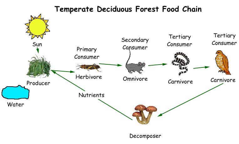 different food chains