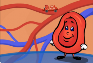 circulatory